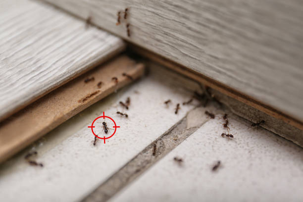 Reliable West Van Lear, KY Pest Control Solutions