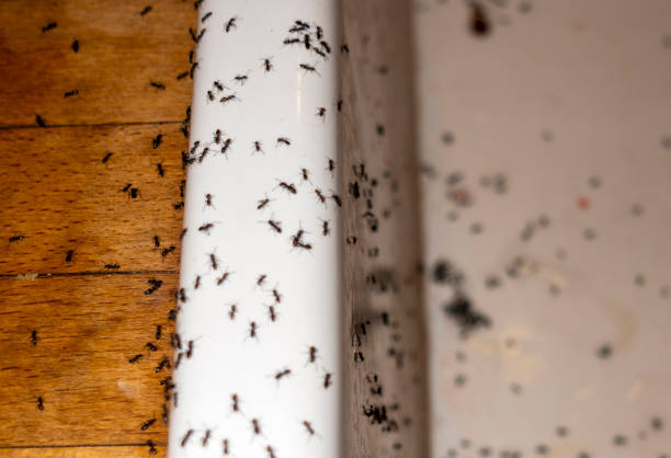 Best Ant Control Services  in West Van Lear, KY