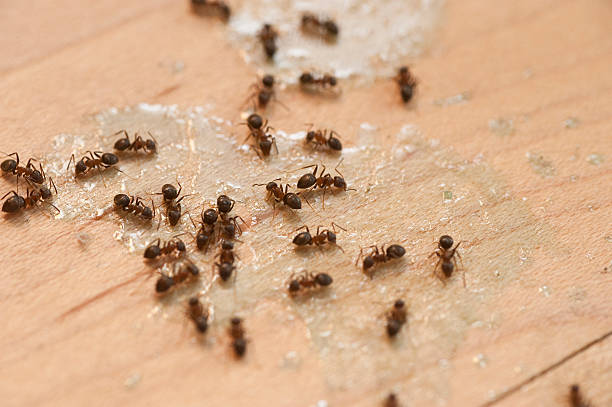 Best Pest Removal Services  in West Van Lear, KY