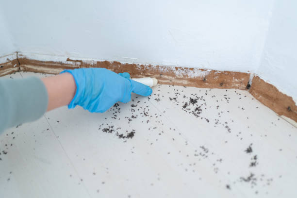 Best Cockroach Control Services  in West Van Lear, KY